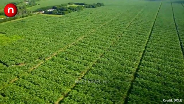 Next Level Process of Growing, Harvesting, and Processing Banana - Banana Farming Documentary смотреть онлайн