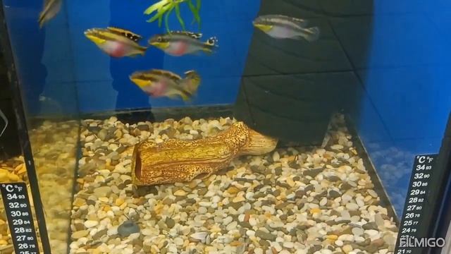 Аквариумы и их обитатели в Зоонемо на Вешняковской 24а м. Выхино смотреть онлайн