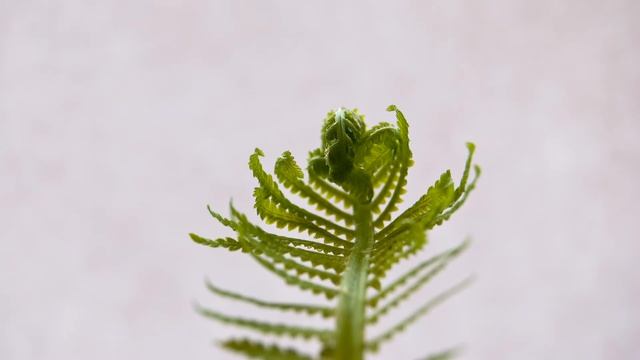 Dryopteris смотреть онлайн