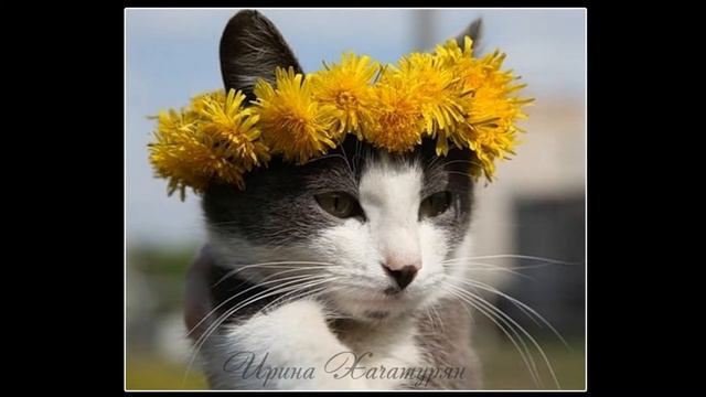 Весна 2015 смотреть онлайн