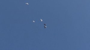 Голуби. Полёт в небе как танец - Футажи для видеомонтажа бесплатно в Full HD(1080p) качестве