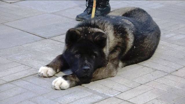 ДТ-119.  Американская акита – смешанные чувства