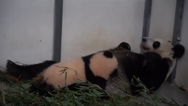 Мамино пузо самое Мягкое Московский зоопарк 🐼👀🔥🥰Baby Panda MOScow zoo🐼👀🔥🥰 смотреть онлайн