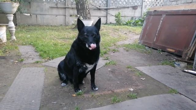 Канадский чёрный волк. :) смотреть онлайн