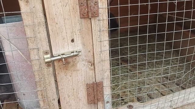 зачем мне кролики? если их не покупают! надо снова покрывать! смотреть онлайн