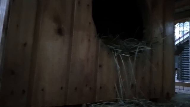 Ли Сяо / Alice the Fox Лиса Алиса (О жизни с лисой в одном доме) смотреть онлайн