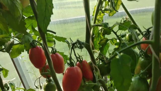 Сорта томатов 2018 рекомендую ,проверено .... смотреть онлайн