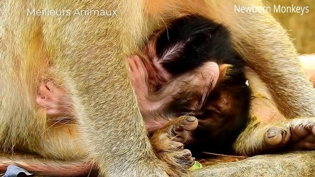 TOP 5 MOMENTS BABOON BECOME WILD ANIMALS FAVORITE FOOD смотреть онлайн