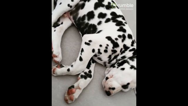 Dalmatian Caught In The Middle Of Very Intense Dream
