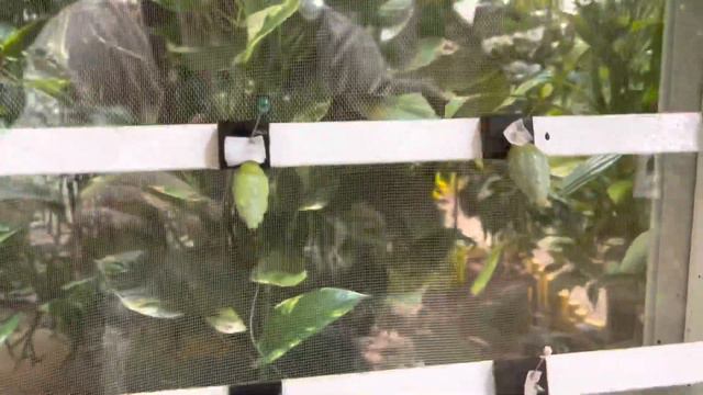 Парк бабочек смотреть онлайн