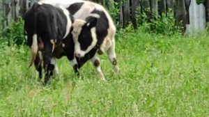 СДАЁМ ДВУХ БЫКОВ ПЕРЕКУПЩИКАМ. ЦЕНА ЗА ЖИВОЙ ВЕС.