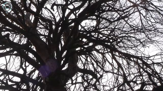 Дендрохронолог уточнил возраст самой большой сосны Заельцовского бора смотреть онлайн