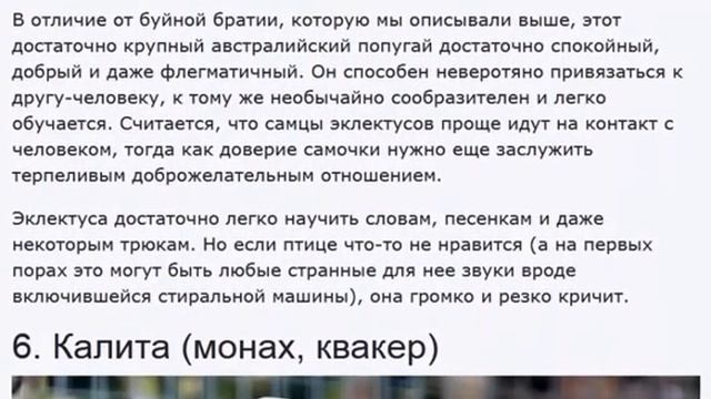 ТОП-10 видов попугаев, которых легко научить говорить смотреть онлайн