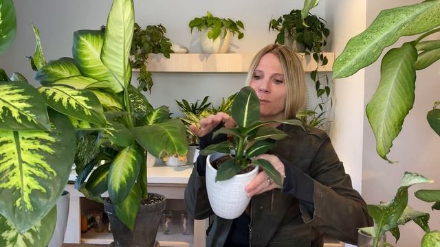 Dieffenbachia Plant Care 101 | Dieffenbachia смотреть онлайн