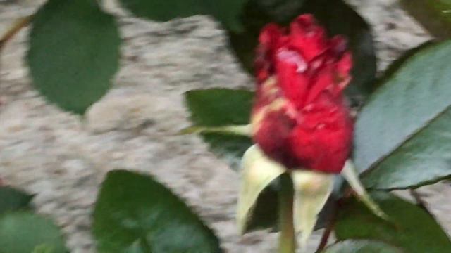 Rosier Hybride De Thé 'Le Grand Huit®' Du Rose Du Vrai Et Parfum Capiteux