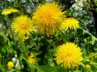 Михаил Звездинский - ОЧАРОВАНА , ОКОЛДОВАНА... смотреть онлайн