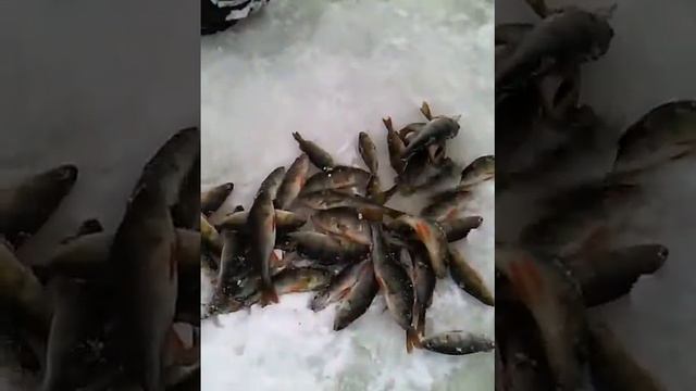 Ох!!! Сколько рыбы за 10 минут!!!! смотреть онлайн