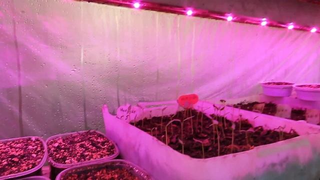 Черенкование лимона. В перлите зимой. смотреть онлайн