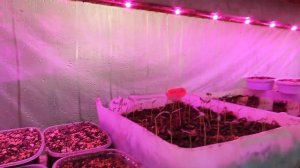 Черенкование лимона. В перлите зимой.