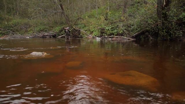 видеоролик приглашение на треннинг ( для компании Подсекай )
