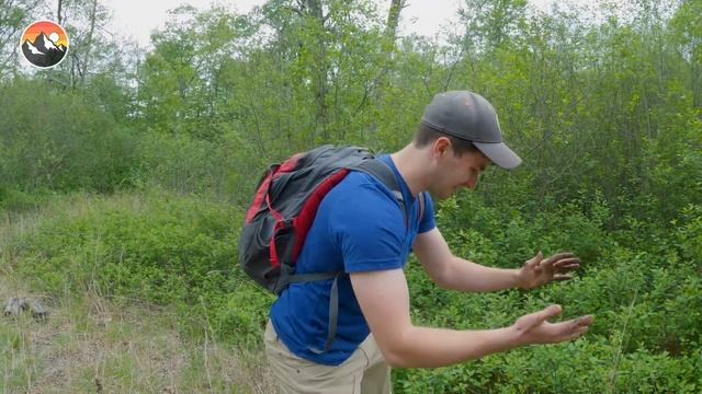 Would You Enter a Snake Infested Forest? смотреть онлайн