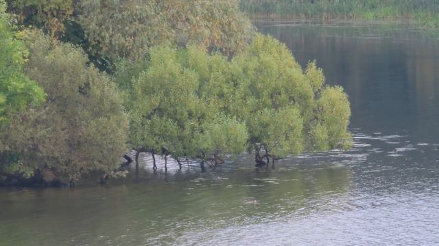 Чомга-#2, Москва-река, Крылатское, сентябрь 2023 смотреть онлайн