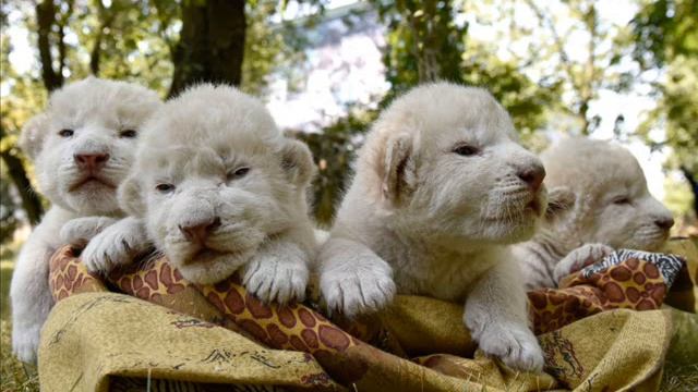 ТАЙГАН СПАСЕТ НОБЕЛЕВСКАЯ ПРЕМИЯ МИРА смотреть онлайн