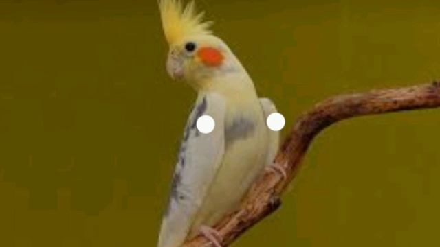корелла учим петь урок третий #корелла #cockatiel #parrot