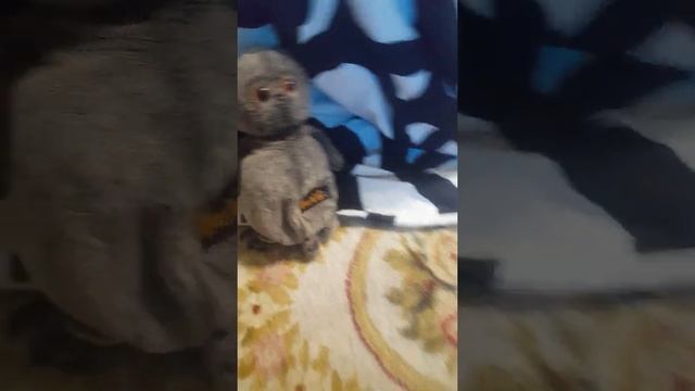 Привет да это как колготки для детей с праздником весны смотреть онлайн