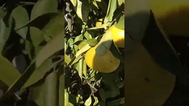 На одном дереве больше 20 разных цитрусовых. Уникальное место в Сочи - Дерево Дружбы смотреть онлайн