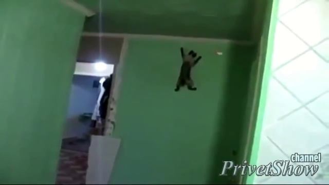 лучшие смешные видео приколы 2015 смотреть онлайн ютуб 4 смотреть онлайн