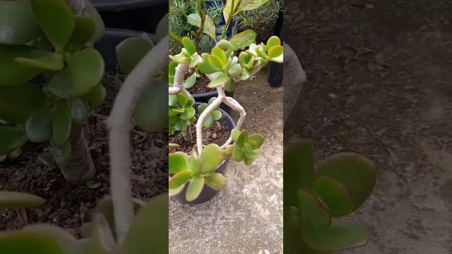 Jade ou Planta da amizade (Crassula ovata) смотреть онлайн