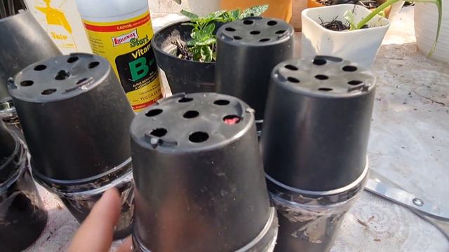 Beli Online Tanaman Begonia