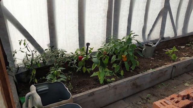 Влог: покупки / дача / Ozon