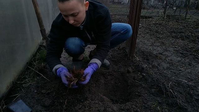 Простая посадка клематиса (с юмором))) А девочек с 8 марта! смотреть онлайн