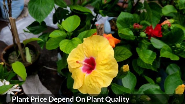Different Types Hibiscus Flowers Plants || Yellow Hibiscus смотреть онлайн