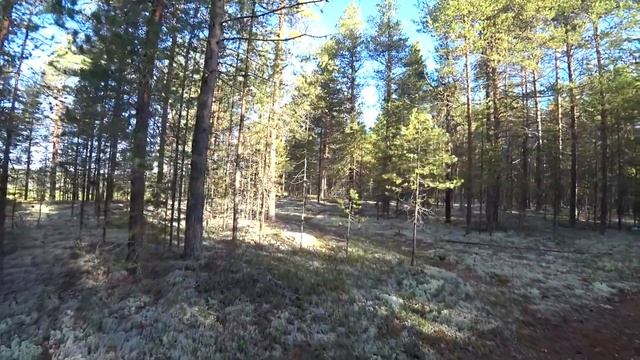 Собираю грибы для соления. 1/2 серия. смотреть онлайн