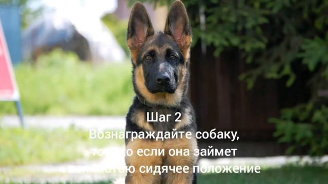 Как научить собаку команде сидеть смотреть онлайн