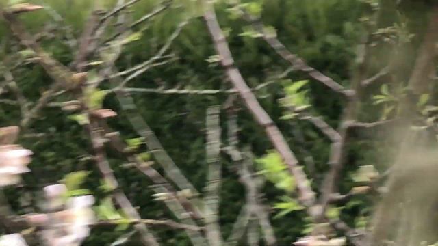 Amandier 'Prunus dulcis' ou 'Prunus amygdalus' Pour fleurir en Février il ne se fait pas prier смотреть онлайн