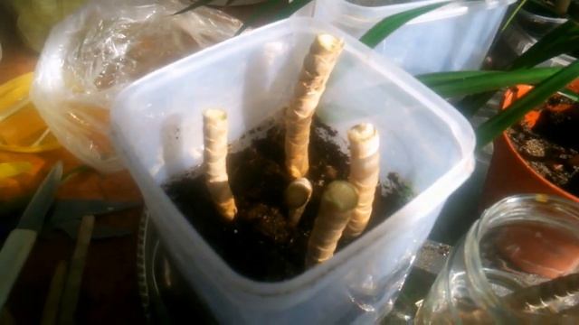 Уход и размножение драцены в домашних условиях смотреть онлайн