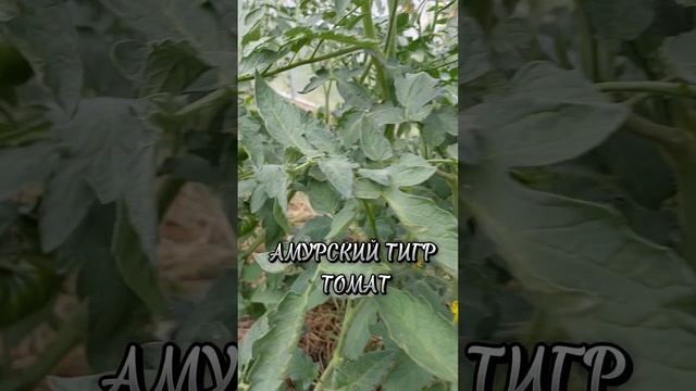 ТЕПЛИЦА В ИЮНЕ смотреть онлайн