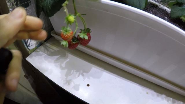 Клубника земляника зимой на подоконнике сбор в разные дни смотреть онлайн