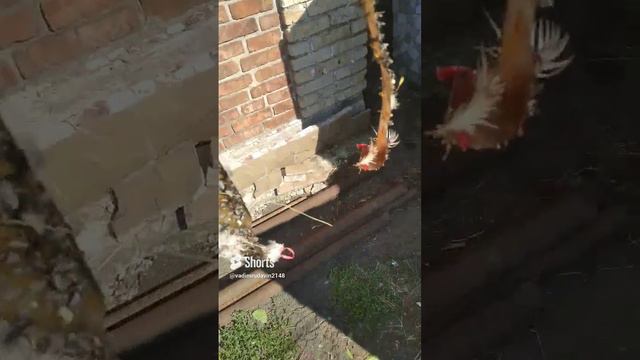 улов за 2месяца в курятнике смотреть онлайн