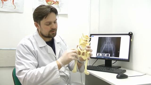 Дисплазия ТБС кошек или дегенеративные изменения суставной впадины смотреть онлайн