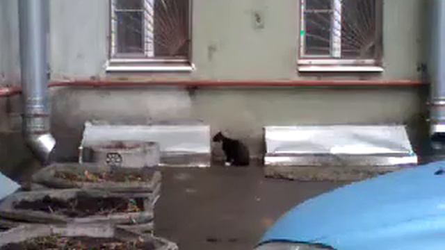 Кот орёт во весь голос смотреть онлайн