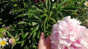 Пион Ненси Нора