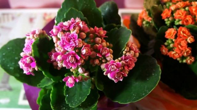 Каланхое Каландива. 13.02.17. Был уже и действительно очень долго цветёт!) смотреть онлайн