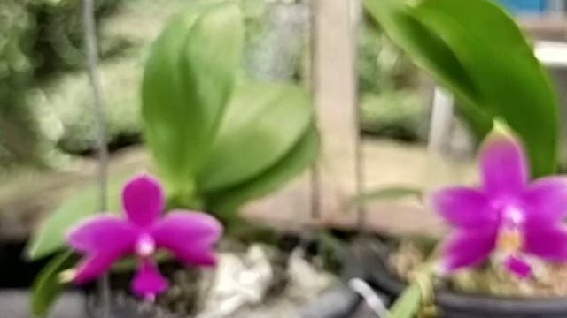 Phalaenopsis Violacea 'Magenta' VS Phalaenopsis Jennifer Palermo X Lueddemanniana