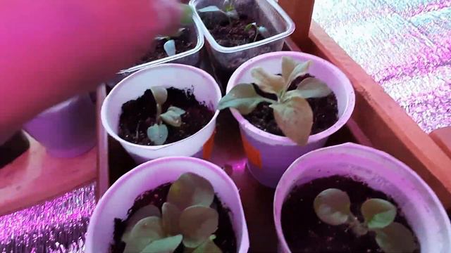 Стелажи для рассады.