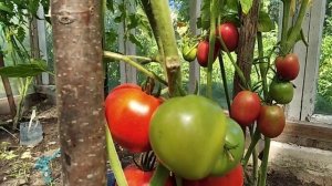 Посадила сорт томата Спрут F1